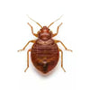 Bed bugs