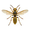 Hornets