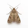 Moths
