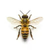 Wasps